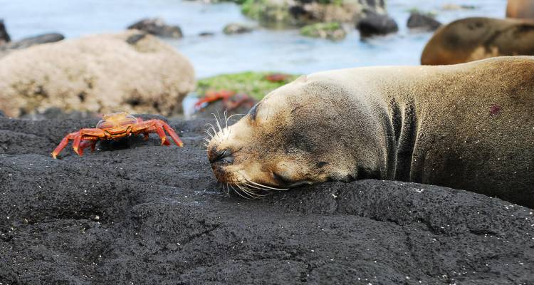 Un otarie fait la sieste sur la roche volcanique noire tandis qu'un crabe rouge vif Sally Lightfoot se précipite à proximité