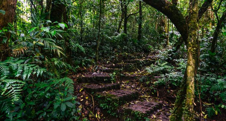 Des marches en pierre montent à travers une dense forêt tropicale humide aux feuillages d'un vert éclatant.