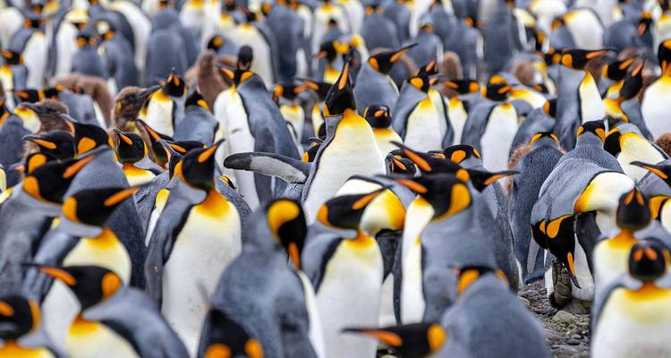 Colonie dense de manchots royaux avec de brillantes taches auriculaires jaunes rassemblés sur une plage.
