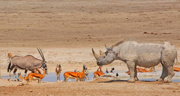 Ein mit Schlamm verkrustetes schwarzes Nashorn teilt sich ein austrocknendes Wasserloch mit Oryxen und Springböcken unter der brennenden Wüstensonne.