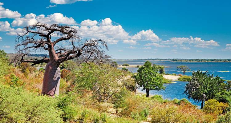 L'arbre baobab s'élève au-dessus de la brousse et de la rivière bleue sous les cieux lumineux du paysage du Botswana.