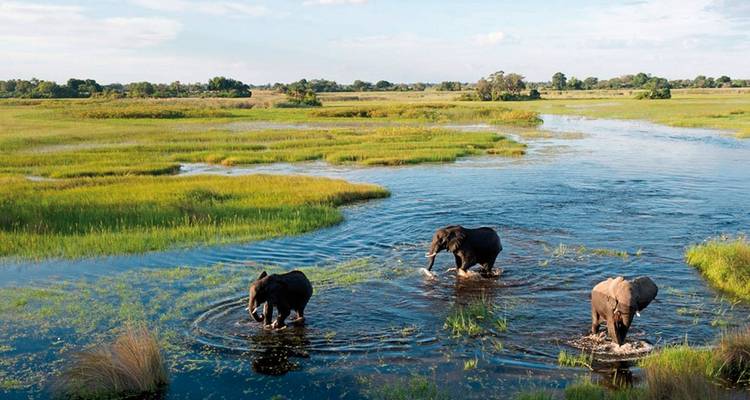 Trois éléphants avancent à grands pas dans les canaux d'eau peu profonde du Delta de l'Okavango.