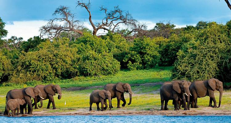 Un grand troupeau d'éléphants se rassemble sur une berge luxuriante de la rivière, avec en arrière-plan une forêt verdoyante et un ciel bleu.