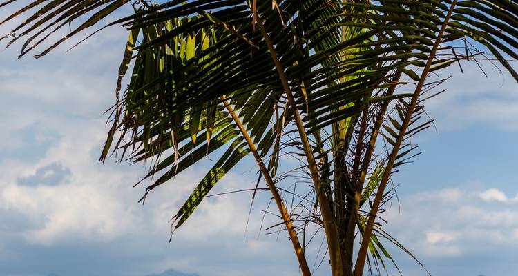 Gros plan de frondes de palmier se détachant en silhouette contre un ciel tropical partiellement nuageux.
