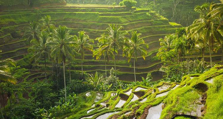 Terrazas de arroz escalonadas y verdes enmarcadas por palmeras de coco bajo la cálida luz del sol en la Bali rural.