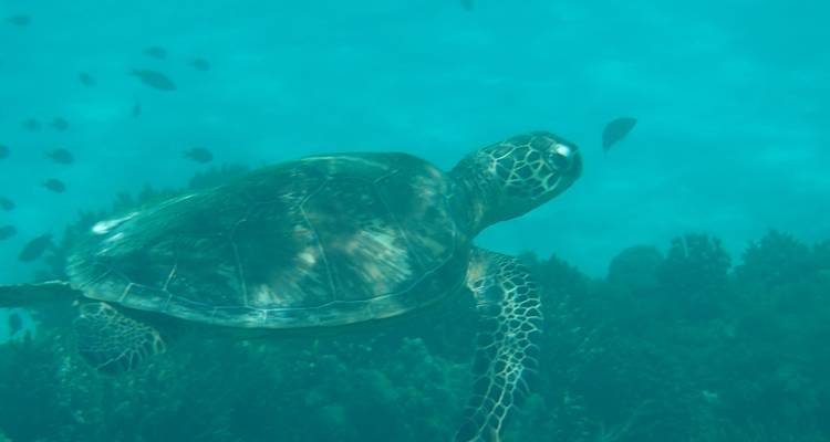 Zeeschildpad glijdt door mistig blauw water boven het rif; details zijn enigszins verborgen door de troebeling.