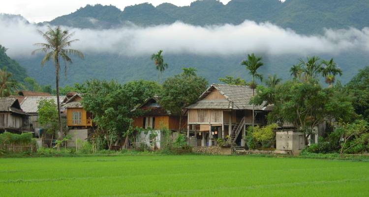 Traditional wooden stilt houses border lush green rice fields with misty mountains behind in Mai Chau.