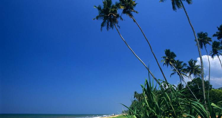 La même scène idyllique d'une plage sri-lankaise bordée de cocotiers avec un vaste ciel bleu (doublon).