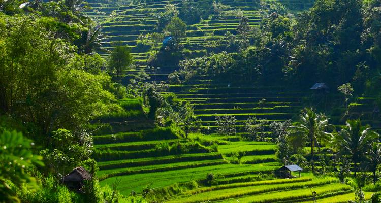Lush green rice terraces cascade down a sunlit valley in Bali.