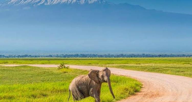 A lone elephant walks across grassy plains with snow-capped Mount Kilimanjaro towering behind.
