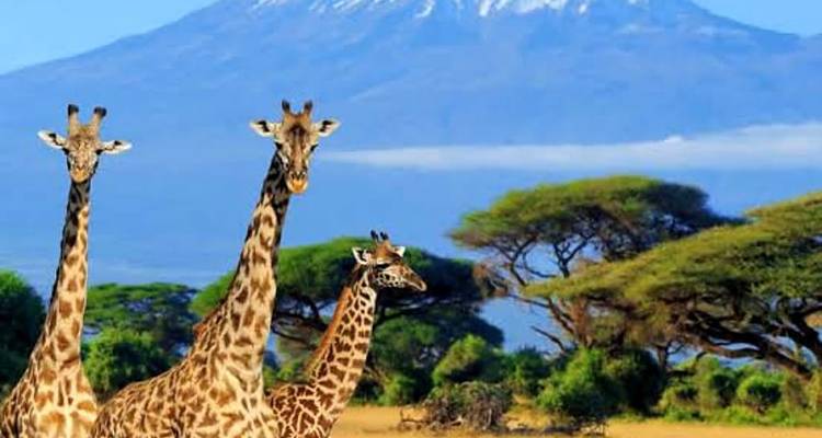 Three giraffes stand alert on the savanna with Mount Kilimanjaro rising in the distance.
