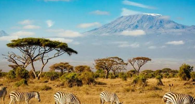 Zebras graze on golden grassland framed by flat-topped acacias and distant Mount Kilimanjaro.