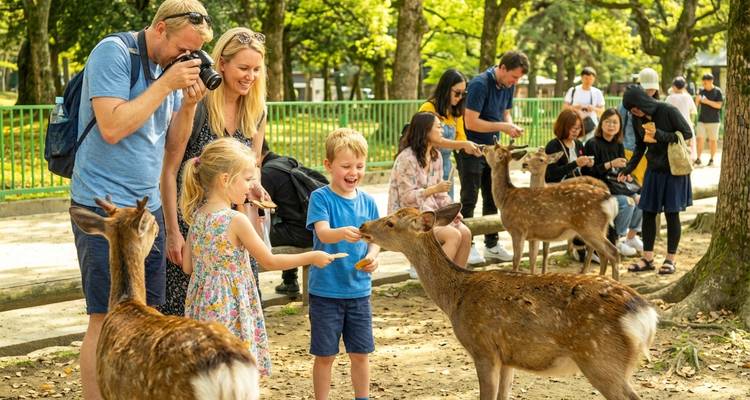 Families feeding tame deer in the shaded parkland of Nara.