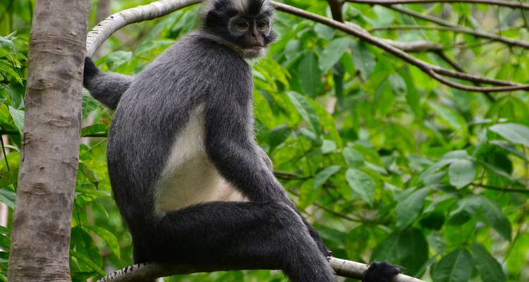 Close-up of a grey langur monkey perched on a branch in dense tropical foliage.