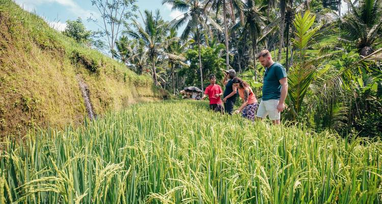 Small group walks through vibrant green rice terraces bordered by jungle in Bali.