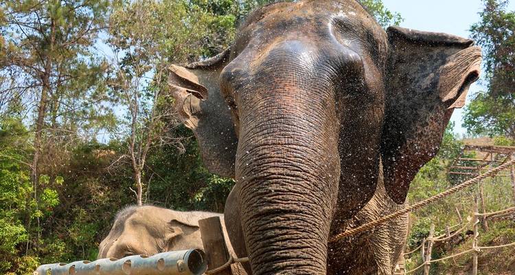 Olifant spuit water terwijl hij op de camera afkomt in een weelderig reservaat.
