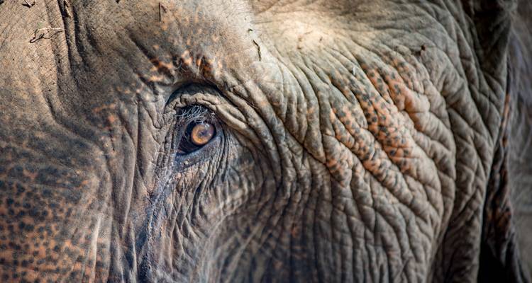 Gedetailleerde close-up van het oog van een olifant en gerimpelde huid.
