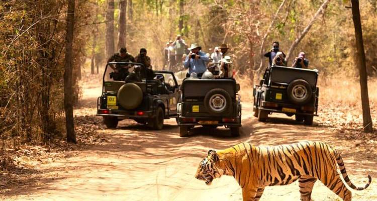 Un tigre du Bengale traverse une piste poussiéreuse lors d'un safari en jeep tandis que des photographes capturent le moment depuis des véhicules découverts.
