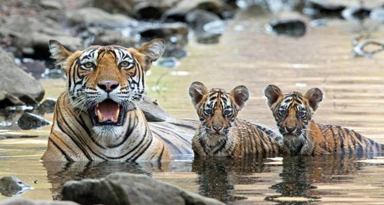 Une mère tigre se rafraîchissant dans un bassin forestier avec deux jeunes tigres joueurs regardant par-dessus la surface de l'eau.
