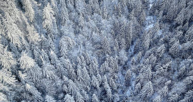 Overhead view of a dense evergreen forest blanketed in fresh snow creating a textured monochrome pattern.