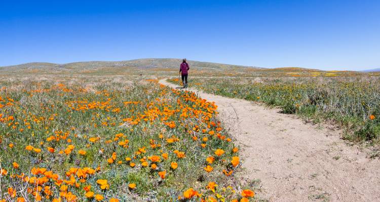 Un senderista caminando por un camino de tierra a través de un vasto campo lleno de amapolas naranjas en flor bajo un cielo azul despejado.