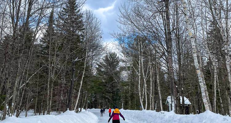 People glide along a snow-covered forest trail surrounded by tall bare trees under a winter sky.