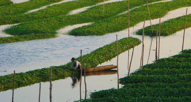 Un agriculteur récolte des plantes aquatiques à partir de rangées flottantes sur un lac calme au crépuscule