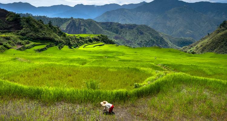 Un agriculteur seul portant un chapeau travaille dans un champ de riz vert éclatant adossé à des montagnes escarpées.