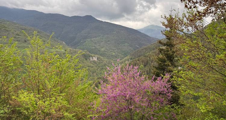 Groen bergdal met bloeiende roze en groene bomen onder een grijze hemel.