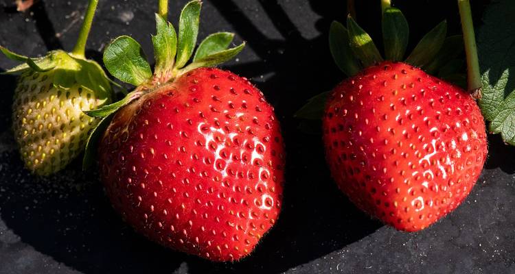 Deux fraises rouges mûres poussant sur une plante sous un soleil brillant dans les Highlands de Cameron