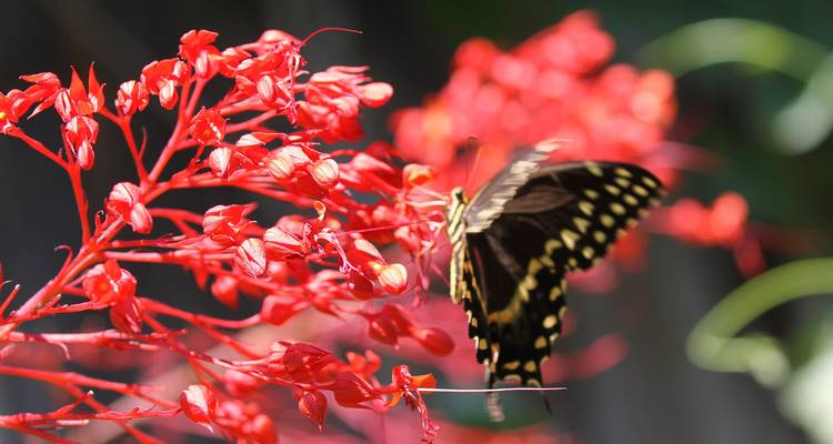 Papillon noir et jaune se nourrissant sur des fleurs tropicales rouge vif en mise au point superficielle