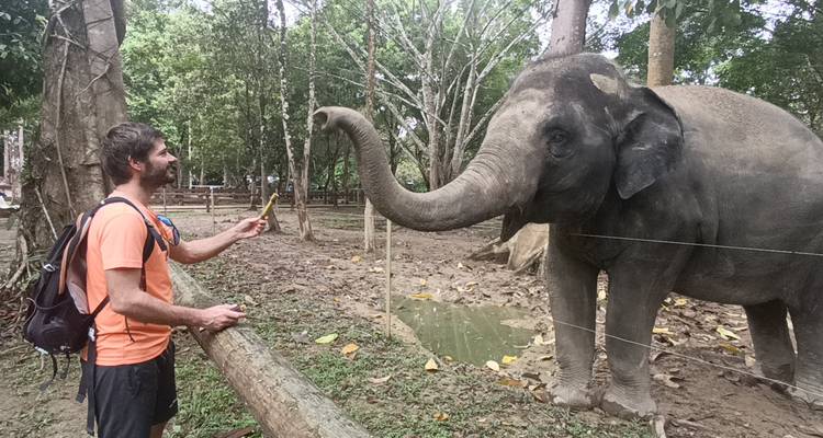 Un homme nourrissant un grand éléphant d'Asie derrière une clôture en bois dans un sanctuaire forestier