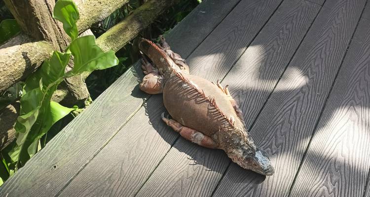 Großer Leguan sonnt sich auf einem hölzernen Holzsteg in geflecktem Sonnenlicht