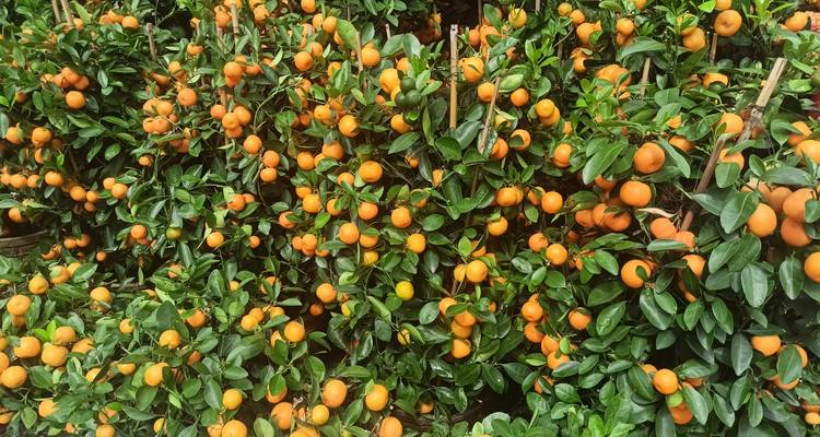 Dichte Reihen von Topfmandarinenbaumen beladen mit reifer Frucht