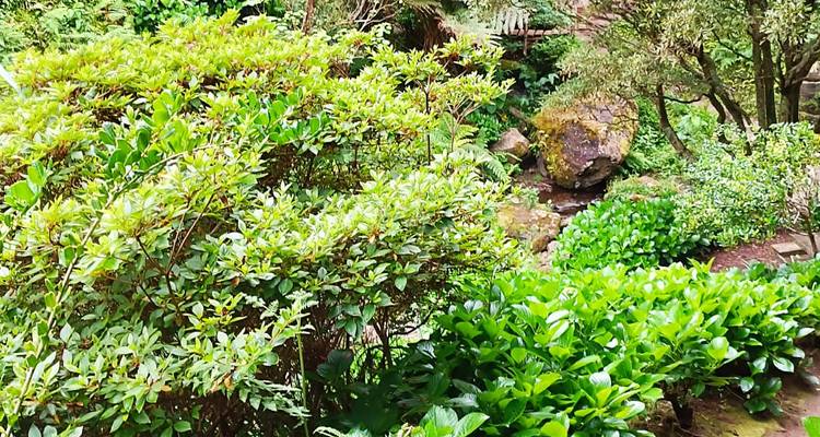 Dichte struiken en rotsen in een tuin met helder maar rommelig groen.