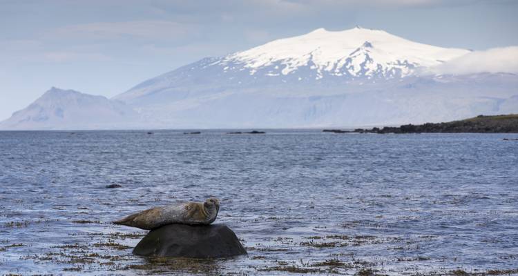 A seal resting on a rock in shallow coastal waters with a snow-capped volcano rising in the background.