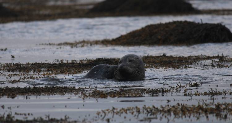 Deux otaries se blottissant l'une contre l'autre en flottant au milieu des algues dans une eau peu profonde.
