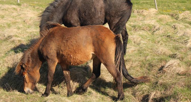 Poulain islandais brun broutant à côté de sa mère au pelage foncé dans un champ herbeux.