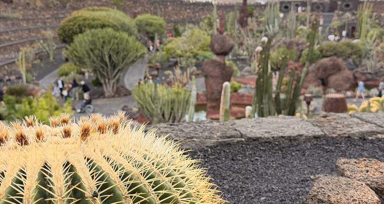 Jardin de cactus à Lanzarote avec de grands cactus dorés en tonneau au premier plan et paysage en terrasses à l'arrière-plan
