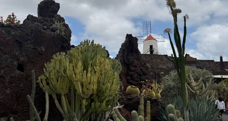 Un jardin de roches volcaniques rempli de différents cactus et d'un moulin à vent blanc traditionnel en arrière-plan sous un ciel partiellement nuageux.
