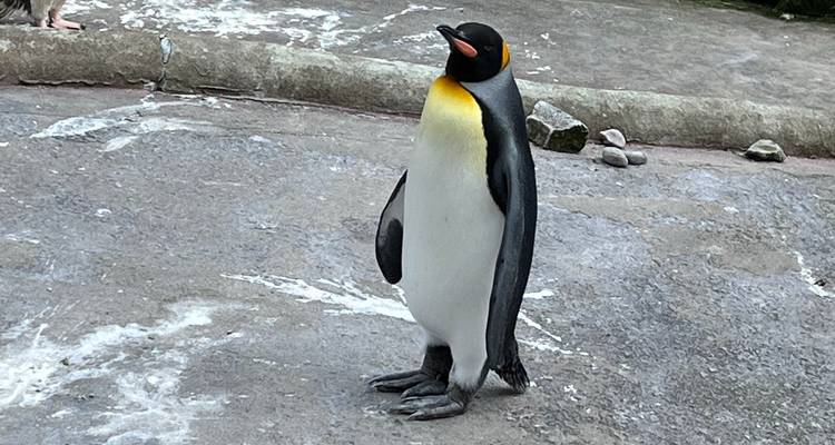 Gros plan d'un manchot royal debout sur un terrain rocheux avec une tache jaune distinctive au cou