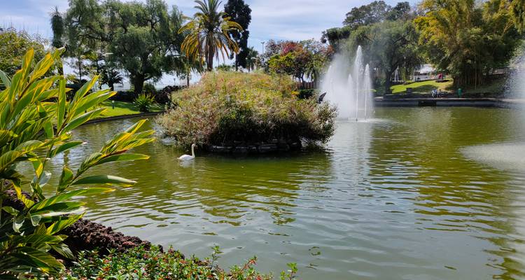 Een rustig parkpond met een zwaan die langs een fontein glijdt en weelderige tropische planten.