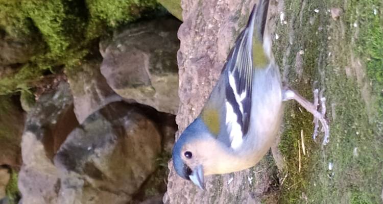 Portretfoto van dichtbij van een kleurrijke vink staande op mosbegroeid rotsen in een bosachtige omgeving.