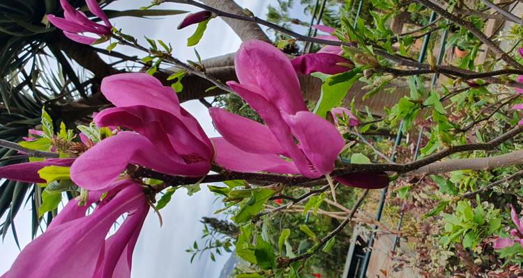 Vibrantes flores de magnolia rosa con fondo de jardín desenfocado.