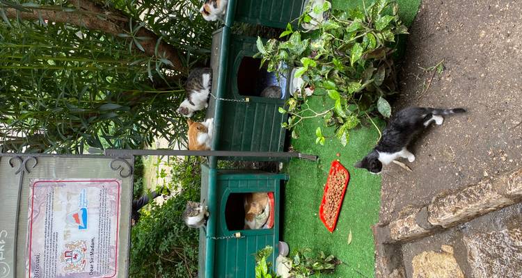 Área de alimentación para gatos al aire libre con varios gatos descansando en refugios verdes