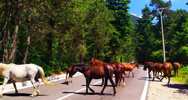 Group of free-roaming horses crossing a forest road on a sunny day.