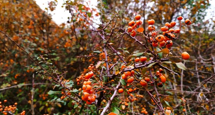 Macro shot of orange berries on thorny branches against autumn foliage.
