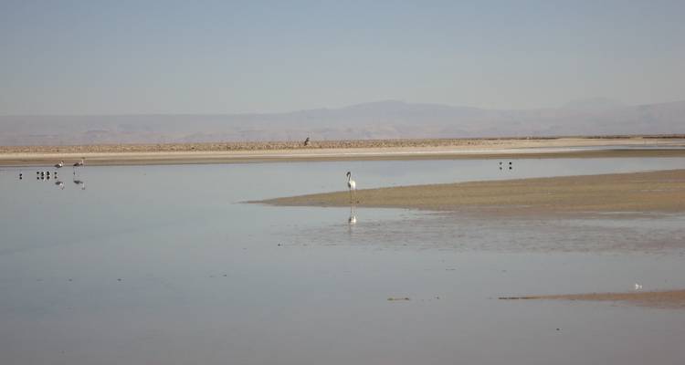 Un flamant rose solitaire se nourrit dans les eaux peu profondes et réfléchissantes d'une lagune désertique isolée.