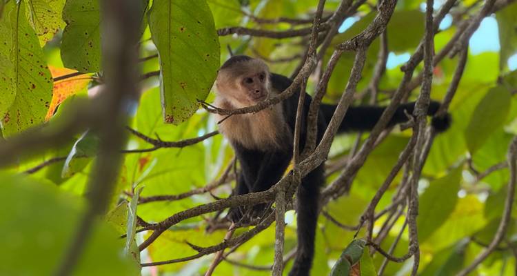 Kapucijnmonkey die door bladrijke takken klimt, gedeeltelijk omlijst door groene bladeren.
