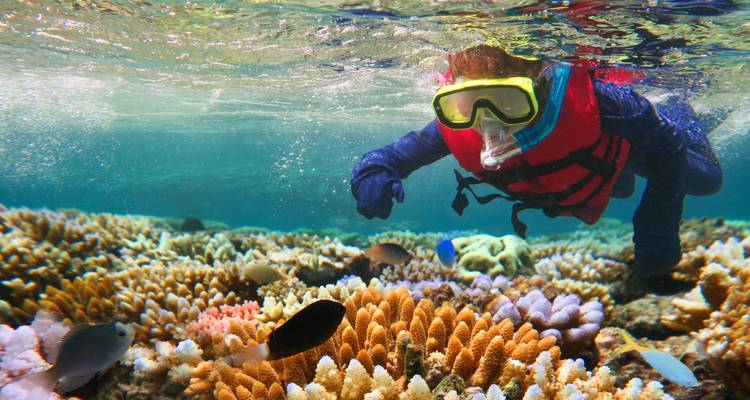Buzo con chaleco salvavidas observando arrecife de coral colorido y pececillos de arrecife justo debajo de la superficie